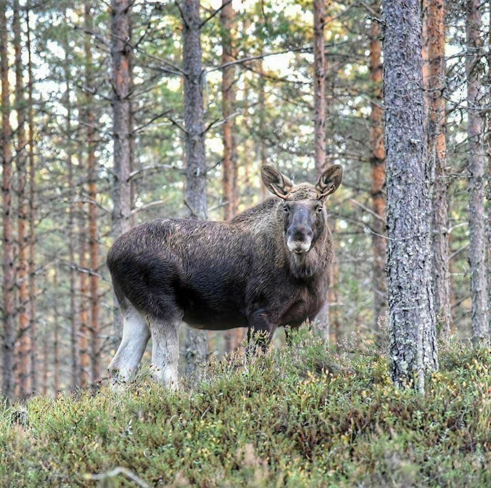Hamra Stugby - Nature Adventures Hamra Екстериор снимка